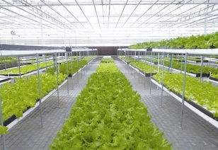 農業(yè)創(chuàng)業(yè)者如何選擇合適的項目 要遵循哪些原則