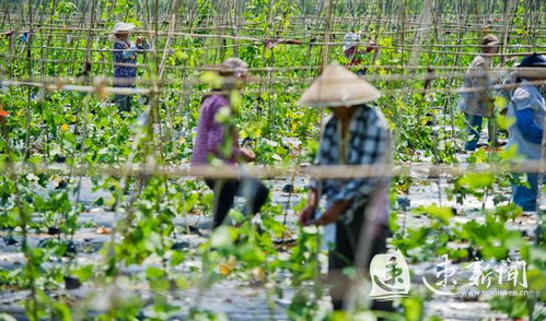 土黃金 的宿遷升值記