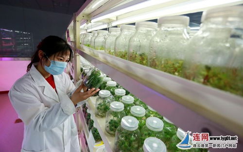 連云港東海 科技驅動讓農業更豐 甜