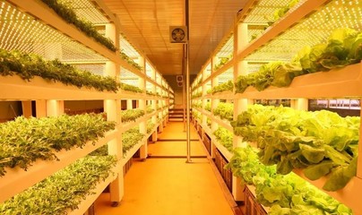 現(xiàn)代農(nóng)業(yè)科技無土栽培模式有哪些?基質(zhì)無土栽培、工廠化葉菜水培.