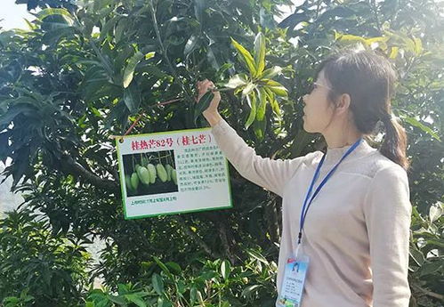 深耕芒果研究,百色學(xué)院這兩項(xiàng)數(shù)據(jù)躋身國(guó)內(nèi)行業(yè)領(lǐng)域前列